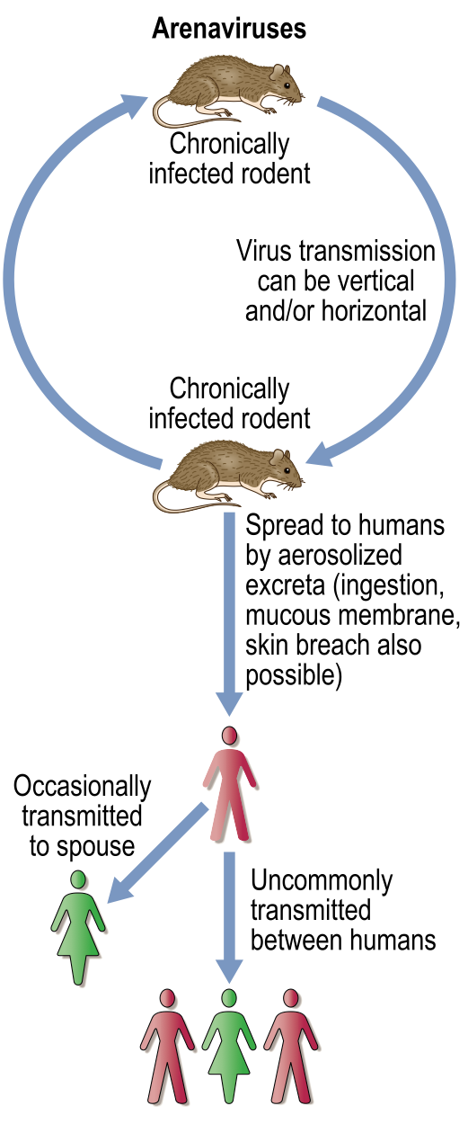Distribution of viruses are limited to their rodent host