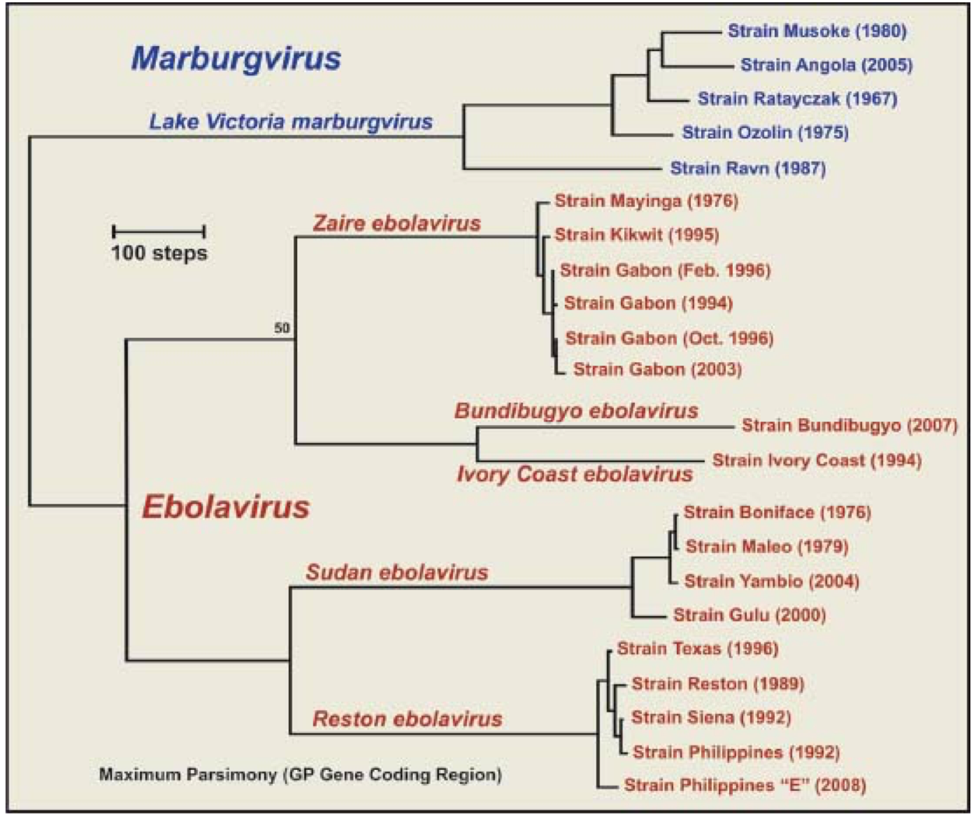 Four of the clades are known to infect humans. Reston found in The Hot Zone